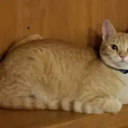 Photo of Phoenix “Nixie”