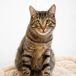 Photo of Sprocket