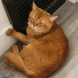 Photo of Odin