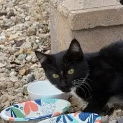 Photo of Young, small, tuxedo cat. Very skittish, but will approach food even if you are nearby.  Very vocal.