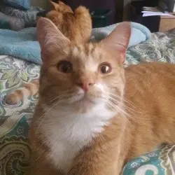 Photo of Linus