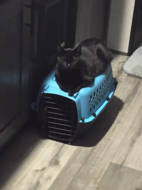 Photo of Jet