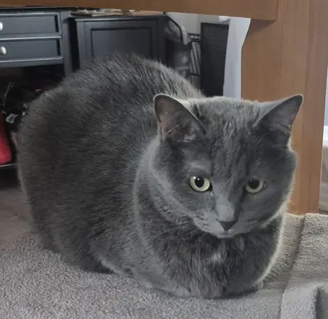 Photo of Stormy