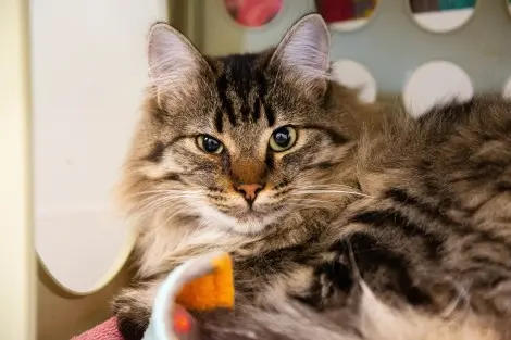 Photo of Acorn