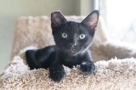 Photo of Button