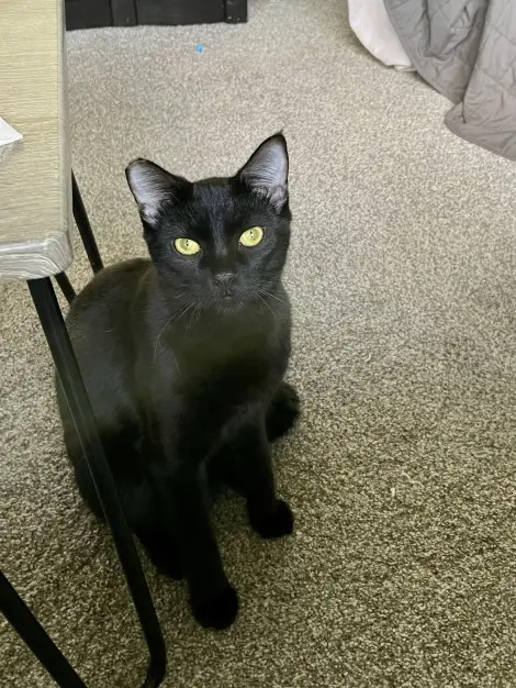 Photo of Emmett