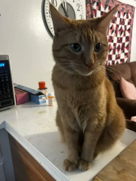 Photo of Fitz