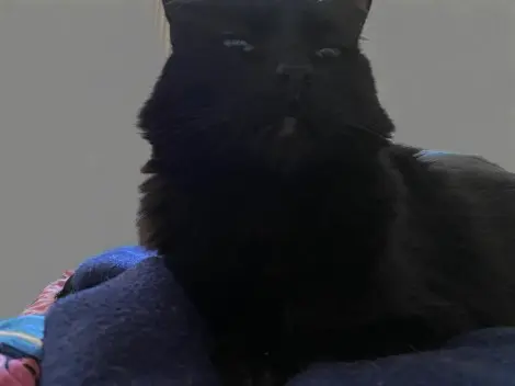 Photo of Mr.  Bombay