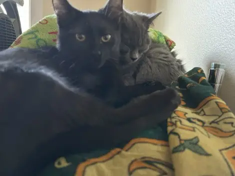 Photo of Coal (Bonded with Flint)