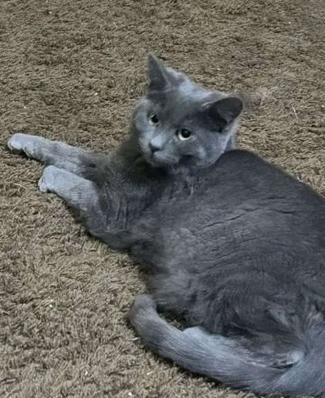 Photo of Flint (Bonded with Coal)