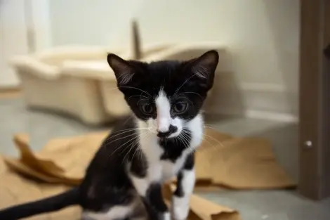 Photo of Hank