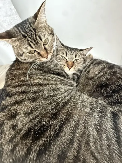 Photo of Francesca and Stitch