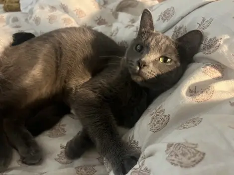 Photo of Oliver
