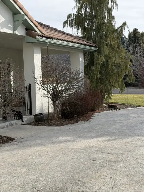 Photo of 2 black cats 