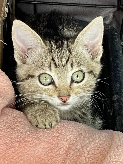 Photo of Penelope