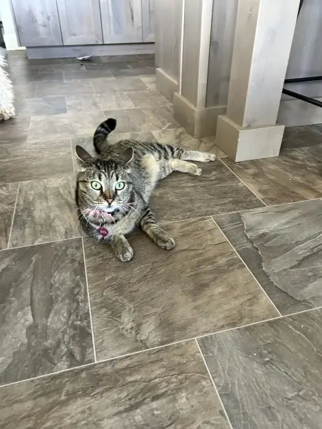 Photo of Special Kitty