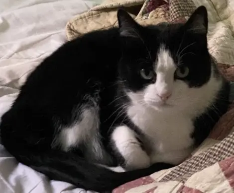 Photo of Little Baby 