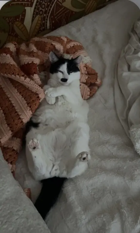 Photo of Jojo and Frankie 