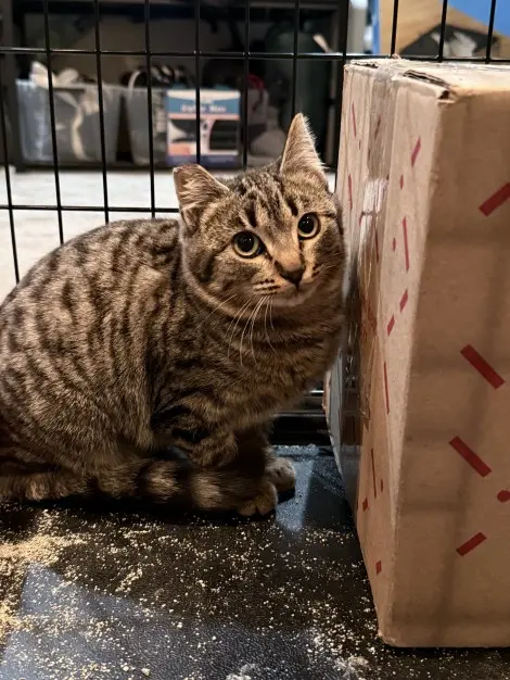 Photo of Little Tabby 