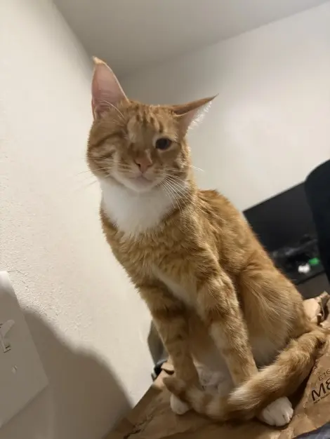 Photo of Mad eye moody