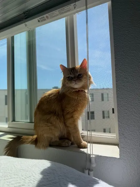Photo of Jubilee 