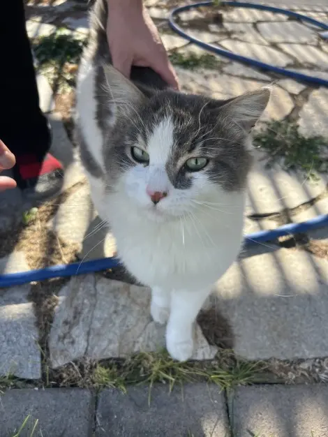 Photo of White and gray medium hair