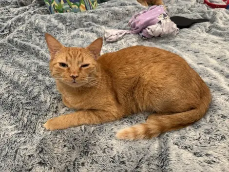 Photo of Scotch and Soda