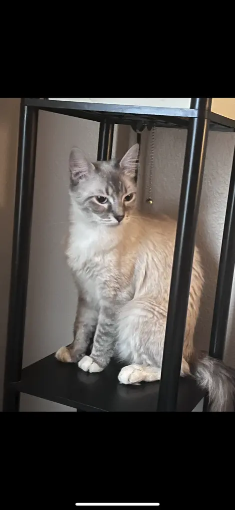 Photo of Lemme, lemon, mama kitty