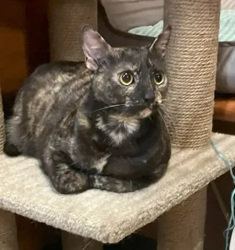 Photo of Kiki