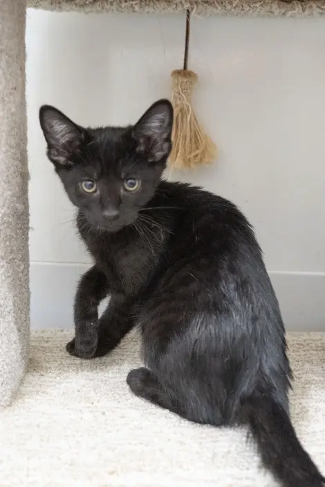 Photo of Kona