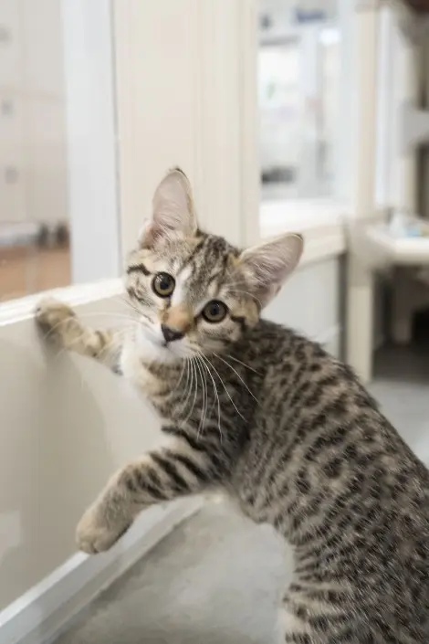 Photo of Maple