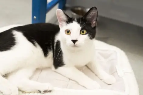 Photo of Mr. Snuggles