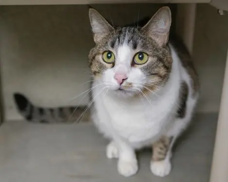 Photo of Paul Bunyan