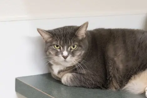 Photo of Petunia