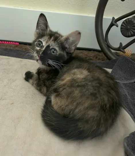 Photo of Ruby