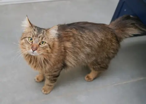 Photo of Scooter