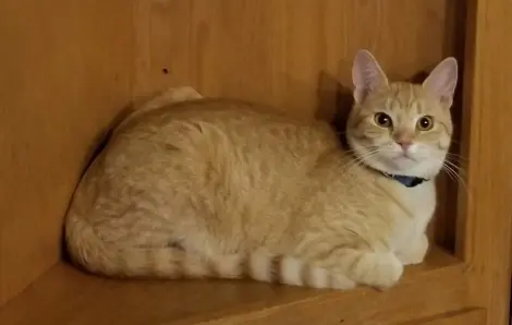 Photo of Phoenix “Nixie”