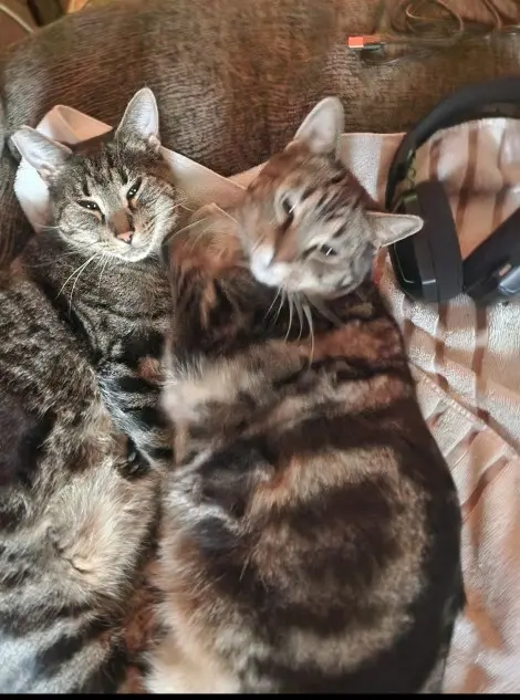 Photo of Marz and Stimpy