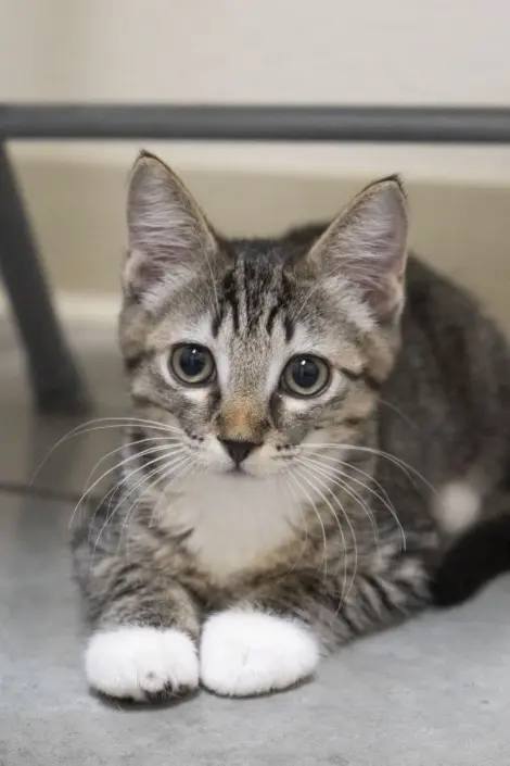 Photo of Stiletto