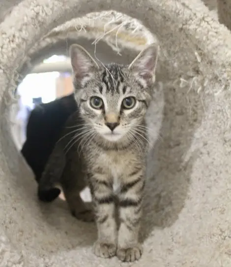 Photo of Tiger