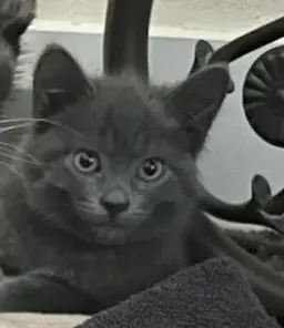 Photo of Flint