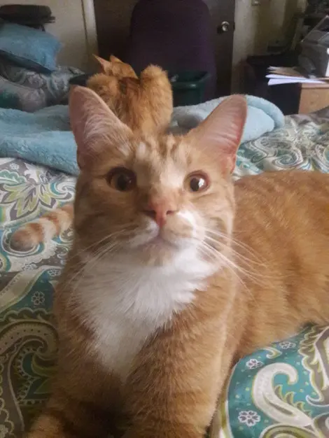 Photo of Linus