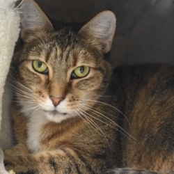 Photo of Honey Bug
