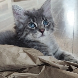 Photo of Alphonse