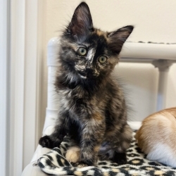 Photo of Anise