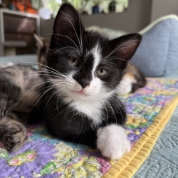 Photo of Archer