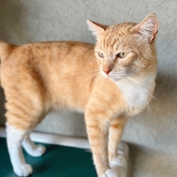 Photo of Archie
