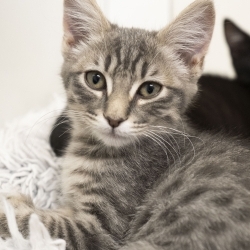 Photo of Bagel