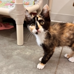 Photo of Blossom