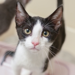 Photo of Bongo